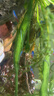 森悠（SARYOR）金苔鼠淡水鱼鱼缸清洁鱼观赏鱼热带鱼好养工具鱼吃垃圾鱼 金苔鼠鱼2条+彩虹鲨2条 实拍图