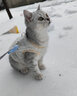 邦帛世冬季加厚保暖狗狗猫咪衣服两脚中小型犬防掉毛厚款宠物衣服  宠物衣服【可牵引白】 S 实拍图