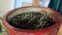 花儿朵朵 油菜 绿色 蔬菜种子 家庭阳台/园艺休闲 300粒/袋 实拍图