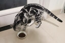 金赏（Golden prize）猫粮1.5kg猫主粮幼成猫小猫增肥发腮冻干去毛球泌尿道全价猫通用 泌尿呵护1.5kg 实拍图