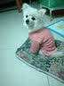 阿莫尔小狗狗衣服秋冬款泰迪比熊博美小型犬幼犬猫咪衣服宠物针织毛衣 粉色 L 具体参考背长胸围 实拍图