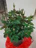 春枝韵盆栽茶花苗 四季常青香妃茶花盆栽花期带花苞 浓香型庭院室内花卉 五色茶花(强力推荐) 6年苗【独杆65cm冠幅优美】 实拍图