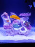 海享说智享wifi智控恒温海水缸海洋生态水族箱珊瑚鱼缸爵士黑单缸一体缸 晒单实拍图