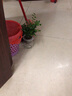 锦枫锦枫（jinfeng）办公室水培绿植花卉盆栽玻璃花盆水培植物 九里香 含盆栽好 实拍图