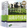 高效养牛技术 肉牛黄牛奶牛无公害肉牛高效饲养 品种特点及饲养管理 繁育改良 疾病防治手册畜牧养殖书籍 实拍图