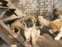 雷米高（RAMICAL）成犬幼犬全价犬粮泰迪金毛拉布拉多柯基比熊澳宝犬粮20kg 40斤 实拍图