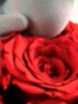 西罗斯（SEEROSE）19朵保鲜玫瑰永生花束抱抱桶小熊兔子送女朋友情人节纪念生日礼物 抱抱兔-告白兔 全国7仓发-不支持代写贺卡 实拍图