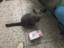 麦富迪肉粒包 猫罐头零食猫粮妙鲜猫湿粮 猫咪恋肉粒包 混合味24包 实拍图