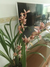 劉閣蘭花建兰花苗 红素大花 红满天 夏带花苞室内室外绿植兰草花卉盆栽 4苗连体裸根 实拍图