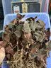 雄在福建南靖金线莲 整株中草药材原料干货 金钱莲端午节盒仿野生官旗 【整珠金线莲】【送4豪礼】 250g*1盒 福建南靖核心产区 多年深山野外种植 实拍图