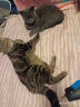 佩玛思特猫粮 深海鱼鸡肉系列 成猫幼猫低敏猫主粮 佩玛斯特 幼猫粮/怀孕母猫粮2kg 实拍图