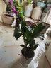 劉閣蘭花兰花苗 澳洲七彩石斛兰 冬带花苞出售泼墨香水石斛室内外花卉盆栽 七彩石斛6-8苗年底开花 带底座 实拍图