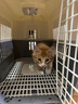 华元宠具（hoopet）猫狗航空箱宠物手提笼子宠物旅行箱车载猫包太空舱便携大号外出包 加固铁门日暮灰-20斤内含隔尿板 实拍图