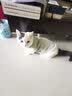神经猫（shenjingmao）猫咪衣服冬季保暖过年防掉毛布偶蓝猫冬天宠物小猫猫幼猫秋季冬装 粉色【面料质感好】 M(建议体重5-8斤) 实拍图