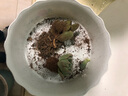 春草碧多肉植物盆栽老桩24款入门肉肉迷你多肉办公室内阳台桌面绿植花卉 红宝石青苹果蒂亚熊童子观音莲 实拍图