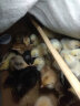 徽千方 兽用黄芪多糖可溶性粉黄氏多糖抗病毒猪鸡禽药饲料添加剂 千方动保 一袋装 晒单实拍图