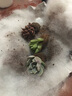 春草碧多肉植物盆栽老桩24款入门肉肉迷你多肉办公室内阳台桌面绿植花卉 3颗多肉+石丸盆+营养土 实拍图