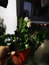 御春阁 龙吐珠 花苗四季花苗白花红芯阳台庭院花卉麒麟盆栽爬藤灯笼红花 龙吐珠带原盆原土发货 实拍图