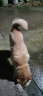 麦富迪狗粮 乖宝乐10kg 成犬中大型小型犬通用（牛肉蛋黄）金毛泰迪柯基 实拍图