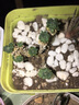 亿昂多肉植物/肉肉植物组合盆栽绿植花卉肉肉室内阳台 球松+彩色盆+土 含盆 实拍图