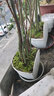 青苔藓鲜活苔藓微景观植物盆景盆栽水陆缸假山草造景材料白发藓短绒青苔- 星星藓(11*8)cm 2盒 实拍图