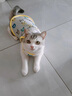 阿莫尔小狗狗猫咪衣服夏季薄款泰迪比熊博美背心宠物小型幼犬透气防掉毛 小熊（夏季） XL 建议9-12斤 背长37cm 实拍图