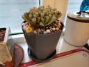 寿禾 花盆树脂带托盘简约室内绿植盆栽 木里盆小号-深灰 实拍图