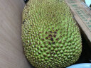 【需催熟】海南黄肉菠萝蜜一整个 热带新鲜水果波罗蜜生鲜 ⭐黄肉菠萝蜜20-25斤 晒单实拍图