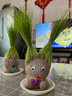 易囍艺 水培巴西木幸运木格鲁特创意绿植盆栽室内好养办公桌面植物 长草娃娃2个+2底托 规格 实拍图