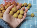漳州石硖龙眼新鲜孕妇水果新鲜当季现摘桂圆整箱 5斤 石硖大果 实拍图