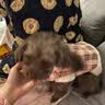 阿莫尔秋冬猫咪衣服加厚保暖可牵引棉衣宠物比熊泰迪小型犬马甲狗狗衣服 皮毛一体（粉色） M(建议5-8斤具体参考胸围背长) 实拍图