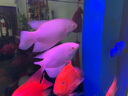 森森（SUNSUN）冲浪泵鱼缸造浪泵造流泵水族箱打浪泵冲鱼粪便 12W磁吸款 可调流量(适合1-1.5m缸) 实拍图