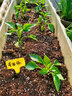 寿禾 彩椒苗大全灯笼椒种苗种子甜椒青椒辣椒菜椒方椒冬春季蔬菜苗 (黄甜椒）黄椒苗 12棵 实拍图