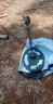 希玛AS964金属探测器地下金属探测仪高精度金银铜3米考古探宝探金器 实拍图