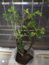 小叶紫檀盆景树桩盆景绿植物室内四季常青盆栽黑骨茶树苗名贵老桩 中号25-30cm高3~4棵【红色育苗盆】 栽好发货 实拍图