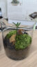 丘辰生命之树苔藓微景观生态瓶办公桌面植物造景观绿植摆件小盆栽礼物 小丘山 微景观 晒单实拍图