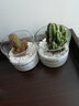 绿荫巷子多肉植物仙人掌盆栽肉肉室内桌面创意绿植小盆栽带盆 3杯【多肉可自选】玻璃杯含土砂 实拍图