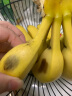 瑞口福云南高山香蕉新鲜当季水果青香蕉自然熟 5斤 精选装 晒单实拍图
