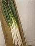 农大姐妹【顺丰速运】章丘大葱 山东特产正宗章丘大葱大梧桐 非山东铁杆葱 特级去皮净葱3斤 实拍图