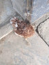 1.3-1.5斤海兰褐产蛋王生蛋母鸡活鸡半大脱温鸡散养溜达鸡活鸡 海兰灰1.3斤1只(3只起发) 晒单实拍图