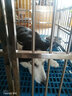 金百特【满焊加粗全方管】不锈钢狗笼子大型犬宠物狗屋狗别墅金毛哈士奇 【全方管配六轮】长125宽80高105-拉布拉多等 折叠款满焊-免安装【带脚垫板】 实拍图