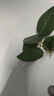 玫瑰花假花仿真花花束装饰品花瓶摆件客厅拍照道具塑料花绢花单支 情人玫瑰-红色 实拍图