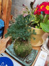 劉閣蘭花小型绿植盆栽 禅意掌上景观室内阳台庭院好养水培盆景 雾松苔藓球+托盘发货 实拍图