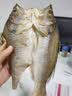 海幽鲜（HAIYOUXIAN）鱼干自制风干黄花鱼干大黄鱼鲞3斤装海鱼白鲞海鲜特产咸鱼干干货 黄鱼鲞5条+1条 500g*3袋 19.6/条 实拍图