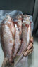 云映渔舟 微山湖生态大鲫鱼(净膛) 生态活鱼现杀淡水鱼生鲜孕产妇下奶炖汤 大号鲫鱼（每斤2-3条） 5斤（杀好损耗15％） 实拍图