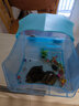 宠尚天 乌龟缸带晒台小乌龟活物活体巴西龟宠物龟带龟缸多规格龟盆 【带盖】蓝色大号缸+2龟 实拍图