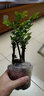 小叶紫檀盆景树桩盆景绿植物室内四季常青盆栽黑骨茶树苗名贵老桩 中号25-30cm高3~4棵【红色育苗盆】 栽好发货 实拍图