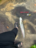 达亿瓦（DAIWA）22新款SALAMANDURA MX 火蜥蜴路亚竿翘嘴鲈鱼杆 远投竿 1.98m S66ML-2（直柄） 实拍图