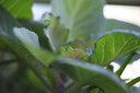老蛙（LAOWA）老蛙100mm F2.8 2倍放大全画幅微距镜头 百微花卉昆虫口腔牙科人像E口 官方标配【含赠品】 佳能RF卡口 实拍图