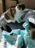 宠华仕 猫玩具逗猫棒猫咪玩具套装自动旋转蝴蝶 黄鱼小号20CM单个装 实拍图
